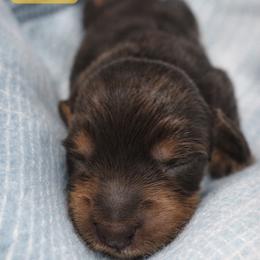 Fritz - Chocolate and tan male Dachshund puppy in Lubbock, Texas from Wagging Tails