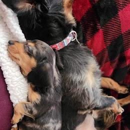 Dachshund Puppies from LPS weenies