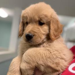 Little Debbie - Golden female Golden Retriever puppy in Saint Pauls, North Carolina from Copperfield’s Goldens