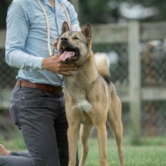 Kishu Ken All Grown Up from Ourou Sou