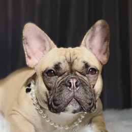 Moxi - French Bulldog