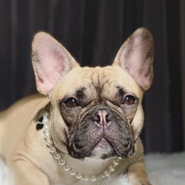 Moxi - French Bulldog