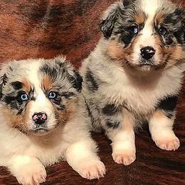 Australian Shepherd Puppies from RocksStars’ Aussies