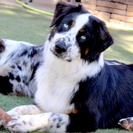 Pecas - Australian Shepherd