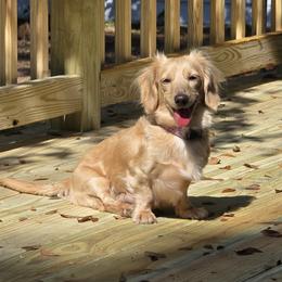 Peaches - Dachshund