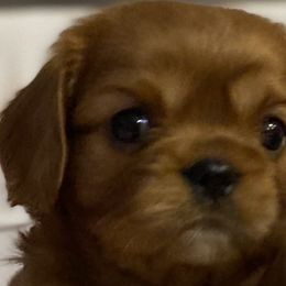 Dasher - Ruby Cavalier King Charles Spaniel puppy in Marshall, Arkansas from Kate’s Cavaliers
