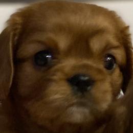 Dasher - Ruby Cavalier King Charles Spaniel puppy in Marshall, Arkansas from Kate’s Cavaliers