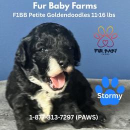 Stormy - Black male Goldendoodle puppy in Michigan from Fur Baby Farms