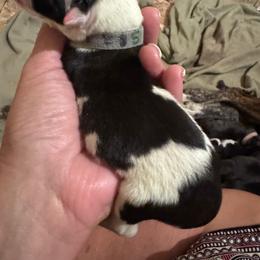 Flashy Male - Brindle male Boxer puppy in Madras, Oregon from BnT Boxers