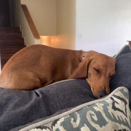 Mable - Dachshund