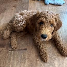 Grey Collar - Red  male Goldendoodle puppy in Landis, North Carolina from Shelbys Doodle Farm
