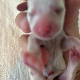 Baby - Cream female Dachshund puppy in Sebring, Florida from Mini Weenies