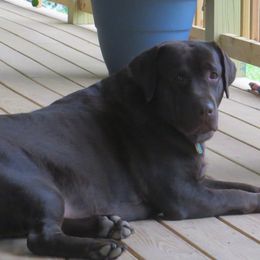 Dilute Retrievers, French Bulldogs, and Labrador Retrievers from Quiet Valley Ranch Labradors and Frenchies