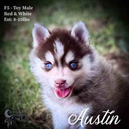 Austin Happiest Toy Pomsky Puppy for Sale - Red and white male Pomsky puppy in Perkins, Oklahoma from A-Dream Pomsky Kennel