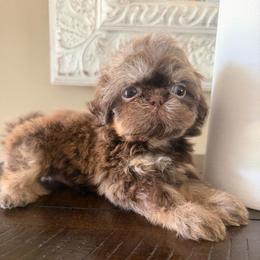 Jax - Liver male Shih Tzu puppy in Burlington, North Carolina from Nancy’s Lil’Shih Tzus