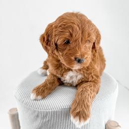 Seam now Surf - Red  male Goldendoodle puppy in Jamestown, Kentucky from Milk & Honey Doodles