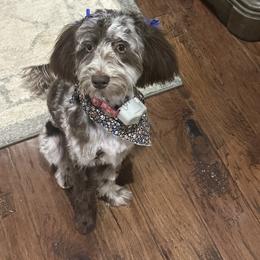 Aussiedoodle Puppies from Dani's Dandy Doodles