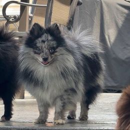 Oreo - Pomeranian