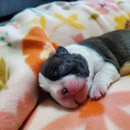 Raven - Black brindle and white Boston Terrier puppy in Billings, Missouri from Azaleas Euro Boxers & Boston Terriers