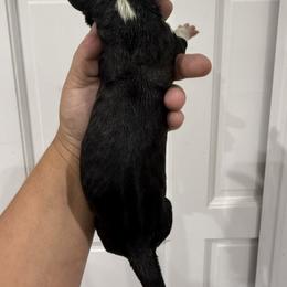 Lauren Daigle - Brindle female Great Dane puppy in Florida from Beachside Kennels