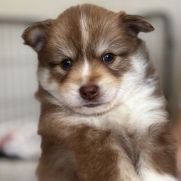 Pomsky Puppies from Bowtique Pomskies
