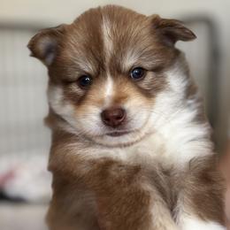 Pomsky Puppies from Bowtique Pomskies