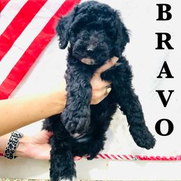 Goldendoodle Puppies from Magnolia Mini Goldendoodles