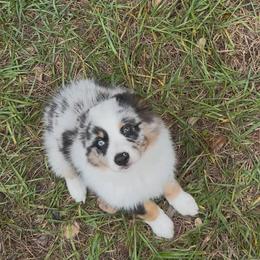 Miniature Australian Shepherd Puppies from Peace Creek Aussies