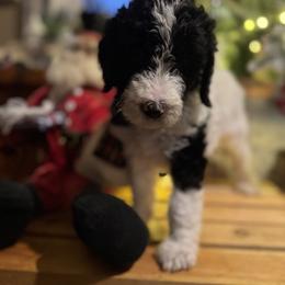 Bernedoodle and Double Doodle Puppies from ETX Dandy Doodle