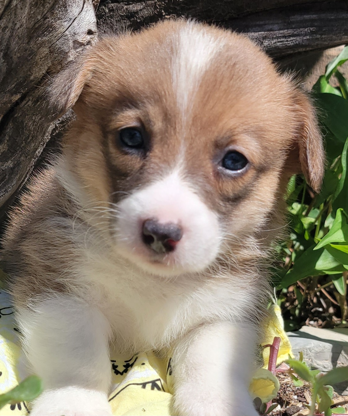 Pembroke Welsh Corgi Puppies from MCS Farms-OK