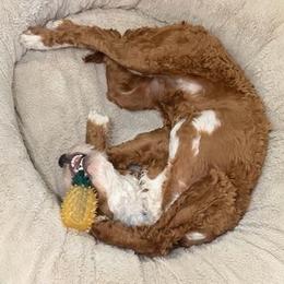Strider (Dark Blue) - Apricot male Goldendoodle puppy in Jacksonville, Oregon from SS Goldendoodles