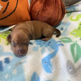 Red  female - Red female Dachshund puppy in Pleasant Plains, Arkansas from JGBs Dachshunds