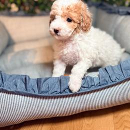 Sailor - Parti female Goldendoodle puppy in Cocoa, Florida from The Beach Doodles
