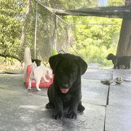 Jack Russell Terrier and Labrador Retriever Puppies from Canine Assist