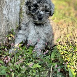 Aussiedoodle Puppies from Dinah Doodles and Aussies