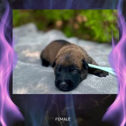 Cinder - Fawn sable female Belgian Malinois puppy in Chino, California from BlueStone K9