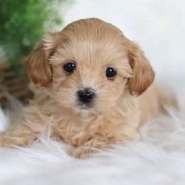 Maltipoo, Shichon, and Shihpoo Puppies from Timbercreek Puppies