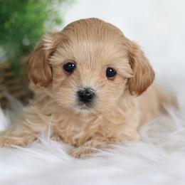 Maltipoo, Shichon, and Shihpoo Puppies from Timbercreek Puppies