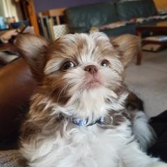 Mi-Ki Puppies from Mi-Kis of OZ