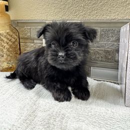 Dark Green Boy Balck and White - Black and tan male Yorkshire Terrier puppy in Oregon City, Oregon from D’Luxe Kennels