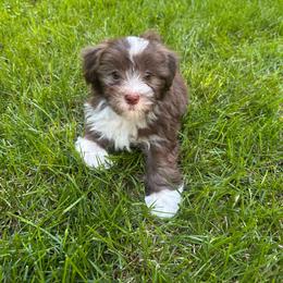 Godiva - Chocolate female Havanese puppy in Chaska, Minnesota from Happy Paws Havanese