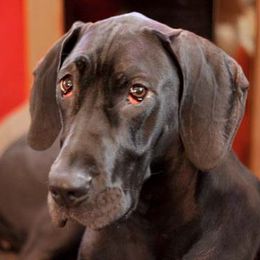 Great Danes from Sandy Mauck's Great Danes