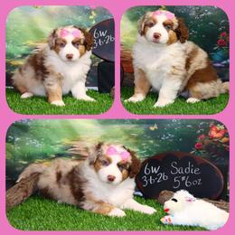 MerSadies - Red merle female Toy Australian Shepherd puppy in Levelland, Texas from Once Upon a Time Aussies