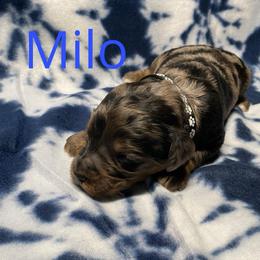 Milo - Merle male Bernedoodle puppy in Battle Creek, Michigan from T-Rose’s Bernedoodle & Pomsky Puppies