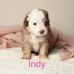 Indy - Apricot female Aussiedoodle puppy in Lincoln, California from Frenchie LOVE and Doodles