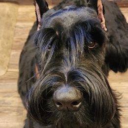 Giant Schnauzers from Kaiser's Giants