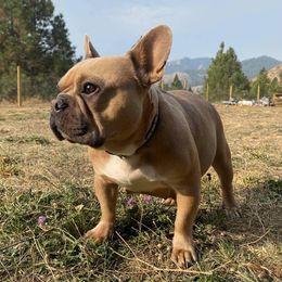French Bulldogs from Tabitha’s Frenchies