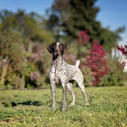 German Shorthaired Pointer All Grown Up from Halestorm Kennel