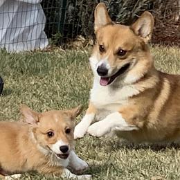 Pembroke Welsh Corgis from Pam Montgomery Earl's Corgis