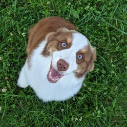 Australian Shepherds and Golden Retrievers from Edge Farm LLC